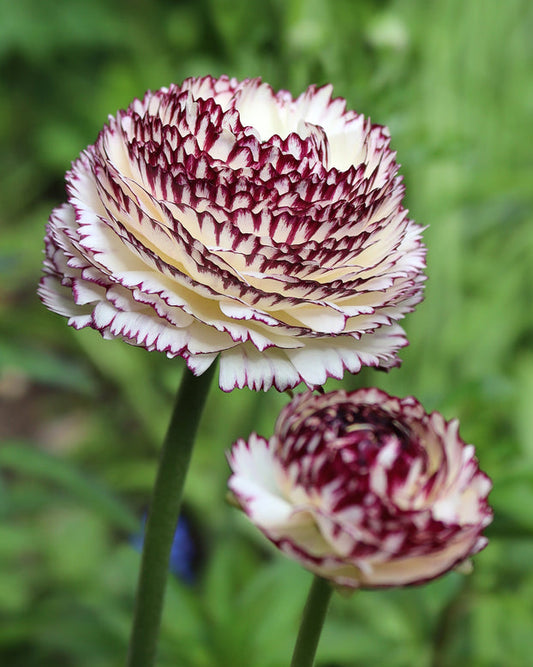 ranunculus flower seeds Striato Bianco Ranunculus Bulbs Corms Growing Bonsai Roots Rhizomes T –  Easytogrowbulb