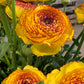 Striato Giallo Ranunculus Corms Bulbs Persian Buttercup Growing Bonsai Roots Rhizomes Tubers Potted Planting Reblooming Fragrant Garden Species Blooms Flower Seeds Plant Gardening