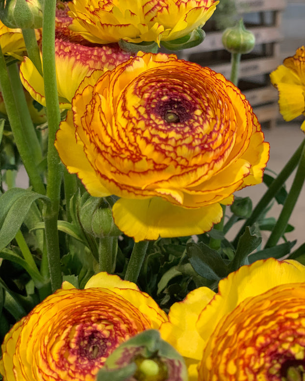 Striato Giallo Ranunculus Bulbs Corms Growing Bonsai Roots Rhizomes Tubers Potted Planting Reblooming Fragrant Garden Species Blooms Flower Seeds Plant Gardening