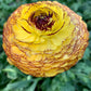 Striato Giallo Ranunculus Bulbs Corms Growing Bonsai Roots Rhizomes Tubers Potted Planting Reblooming Fragrant Garden Species Blooms Flower Seeds Plant Gardening