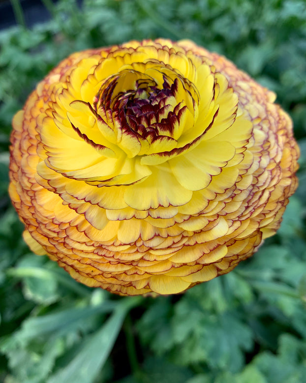 Striato Giallo Ranunculus Bulbs Corms Growing Bonsai Roots Rhizomes Tubers Potted Planting Reblooming Fragrant Garden Species Blooms Flower Seeds Plant Gardening
