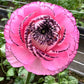 Striato Rosa Ranunculus Bulbs Corms Growing Bonsai Roots Rhizomes Tubers Potted Planting Reblooming Fragrant Garden Species Blooms Flower Seeds Plant Gardening