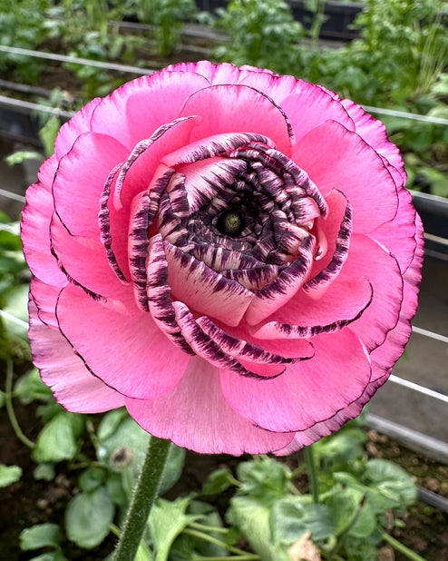 Striato Rosa Ranunculus Bulbs Corms Growing Bonsai Roots Rhizomes Tubers Potted Planting Reblooming Fragrant Garden Species Blooms Flower Seeds Plant Gardening