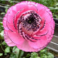 Striato Rosa Ranunculus  Corms Bulbs Growing Bonsai Roots Rhizomes Tubers Potted Planting Reblooming Fragrant Garden Species Blooms Flower Seeds Plant Gardening