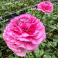 Striato Rosa Ranunculus  Corms Bulbs Growing Bonsai Roots Rhizomes Tubers Potted Planting Reblooming Fragrant Garden Species Blooms Flower Seeds Plant Gardening