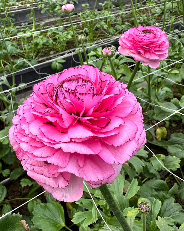 Striato Rosa Ranunculus  Corms Bulbs Growing Bonsai Roots Rhizomes Tubers Potted Planting Reblooming Fragrant Garden Species Blooms Flower Seeds Plant Gardening