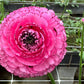 Striato Rosa Ranunculus Bulbs Corms Growing Bonsai Roots Rhizomes Tubers Potted Planting Reblooming Fragrant Garden Species Blooms Flower Seeds Plant Gardening