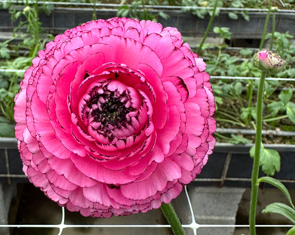 Striato Rosa Ranunculus  Corms Bulbs Growing Bonsai Roots Rhizomes Tubers Potted Planting Reblooming Fragrant Garden Species Blooms Flower Seeds Plant Gardening