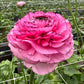 Striato Rosa Ranunculus Bulbs Corms Growing Bonsai Roots Rhizomes Tubers Potted Planting Reblooming Fragrant Garden Species Blooms Flower Seeds Plant Gardening