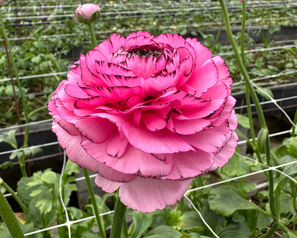 Striato Rosa Ranunculus  Corms Bulbs Growing Bonsai Roots Rhizomes Tubers Potted Planting Reblooming Fragrant Garden Species Blooms Flower Seeds Plant Gardening
