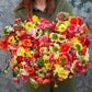 Super Green Mix Ranunculus Corms Bulbs Persian Buttercup Growing Bonsai Roots Rhizomes Tubers Potted Planting Reblooming Fragrant Garden Species Blooms Flower Seeds Plant Gardening