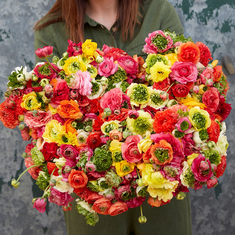 Super Green Mix Ranunculus Corms Bulbs Persian Buttercup Growing Bonsai Roots Rhizomes Tubers Potted Planting Reblooming Fragrant Garden Species Blooms Flower Seeds Plant Gardening