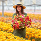 Super Green Mix Ranunculus Corms Bulbs Persian Buttercup Growing Bonsai Roots Rhizomes Tubers Potted Planting Reblooming Fragrant Garden Species Blooms Flower Seeds Plant Gardening