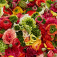 Super Green Mix Ranunculus Corms Bulbs Persian Buttercup Growing Bonsai Roots Rhizomes Tubers Potted Planting Reblooming Fragrant Garden Species Blooms Flower Seeds Plant Gardening