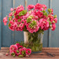 Super Green Rose Ranunculus Corms Bulbs Persian Buttercup Growing Bonsai Roots Rhizomes Tubers Potted Planting Reblooming Fragrant Garden Species Blooms Flower Seeds Plant Gardening