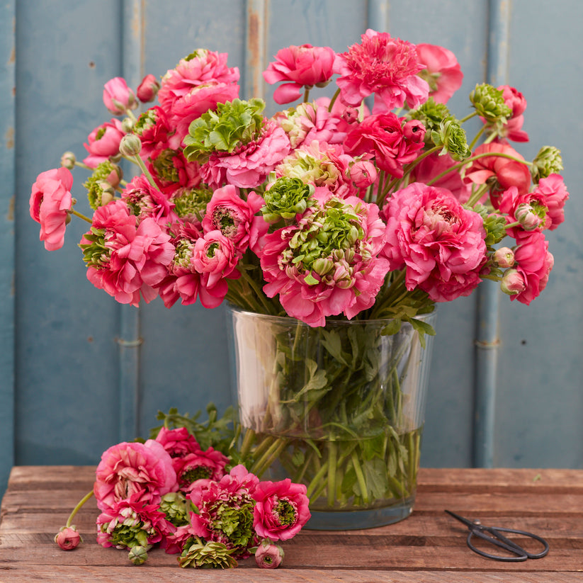 Super Green Rose Ranunculus Corms Bulbs Persian Buttercup Growing Bonsai Roots Rhizomes Tubers Potted Planting Reblooming Fragrant Garden Species Blooms Flower Seeds Plant Gardening