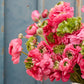 Super Green Rose Ranunculus Corms Bulbs Persian Buttercup Growing Bonsai Roots Rhizomes Tubers Potted Planting Reblooming Fragrant Garden Species Blooms Flower Seeds Plant Gardening