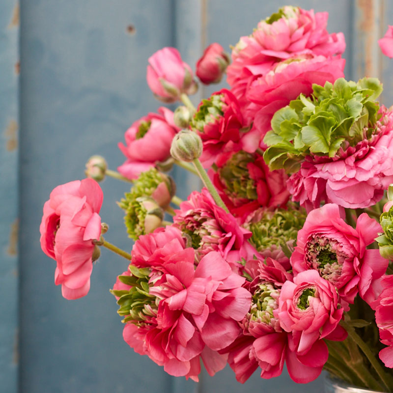 Super Green Rose Ranunculus Corms Bulbs Persian Buttercup Growing Bonsai Roots Rhizomes Tubers Potted Planting Reblooming Fragrant Garden Species Blooms Flower Seeds Plant Gardening