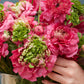 Super Green Rose Ranunculus Corms Bulbs Persian Buttercup Growing Bonsai Roots Rhizomes Tubers Potted Planting Reblooming Fragrant Garden Species Blooms Flower Seeds Plant Gardening