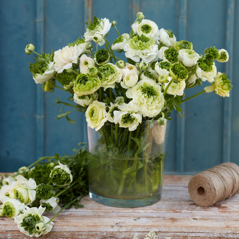 Super Green White Ranunculus Bulbs Corms Growing Bonsai Roots Rhizomes Tubers Potted Planting Reblooming Fragrant Garden Species Blooms Flower Seeds Plant Gardening