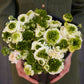 Super Green White Ranunculus Bulbs Corms Growing Bonsai Roots Rhizomes Tubers Potted Planting Reblooming Fragrant Garden Species Blooms Flower Seeds Plant Gardening
