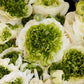 Super Green White Ranunculus Bulbs Corms Growing Bonsai Roots Rhizomes Tubers Potted Planting Reblooming Fragrant Garden Species Blooms Flower Seeds Plant Gardening
