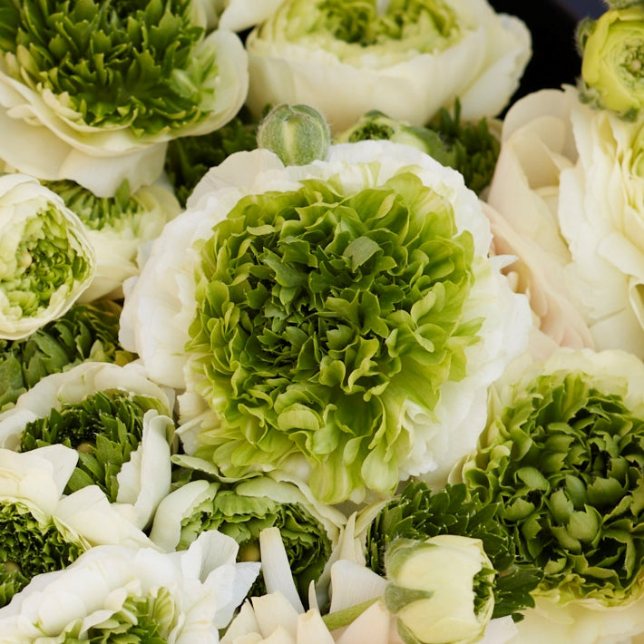 Super Green White Ranunculus Bulbs Corms Growing Bonsai Roots Rhizomes Tubers Potted Planting Reblooming Fragrant Garden Species Blooms Flower Seeds Plant Gardening
