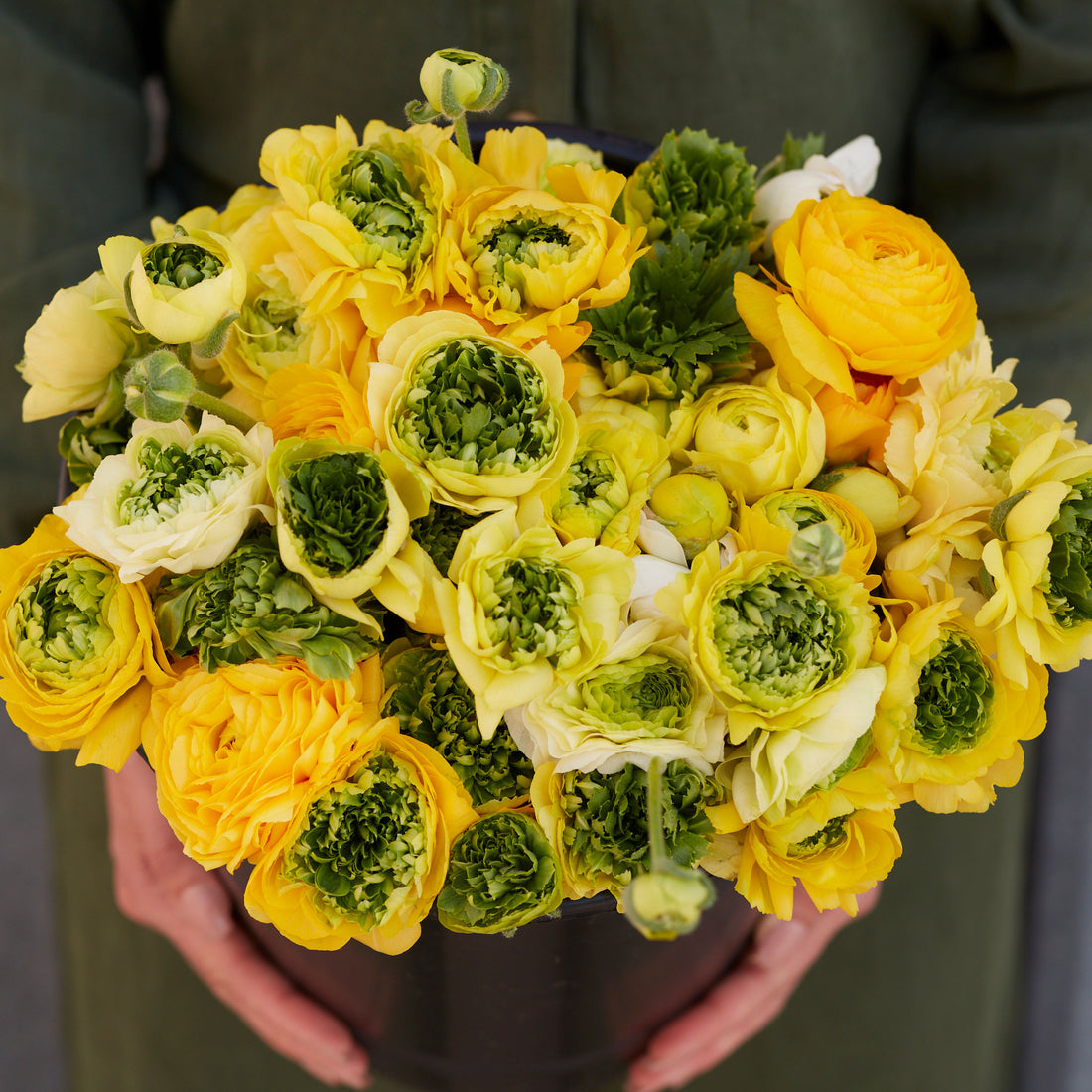 Super Green Yellow Ranunculus Corms Bulbs Persian Buttercup Growing Bonsai Roots Rhizomes Tubers Potted Planting Reblooming Fragrant Garden Species Blooms Flower Seeds Plant Gardening