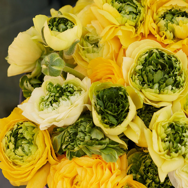 Super Green Yellow Ranunculus Corms Bulbs Persian Buttercup Growing Bonsai Roots Rhizomes Tubers Potted Planting Reblooming Fragrant Garden Species Blooms Flower Seeds Plant Gardening