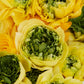 Super Green Yellow Ranunculus Corms Bulbs Persian Buttercup Growing Bonsai Roots Rhizomes Tubers Potted Planting Reblooming Fragrant Garden Species Blooms Flower Seeds Plant Gardening