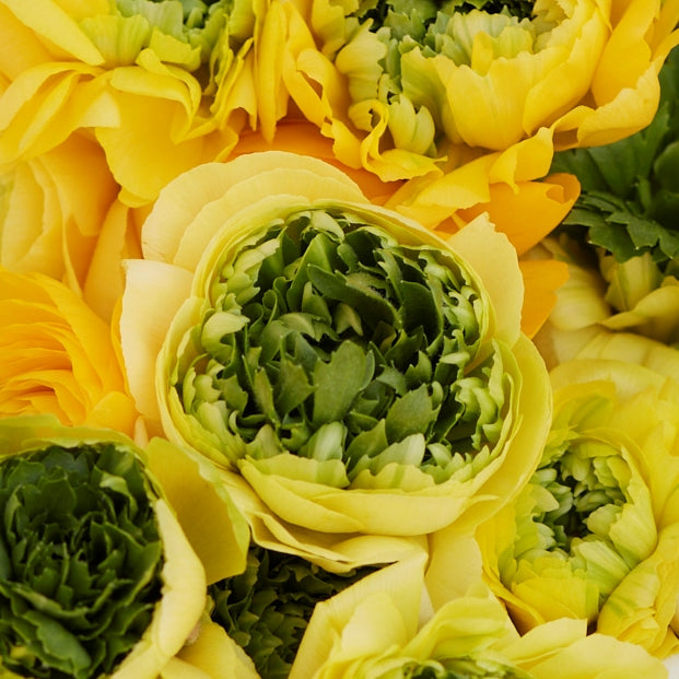 Super Green Yellow Ranunculus Corms Bulbs Persian Buttercup Growing Bonsai Roots Rhizomes Tubers Potted Planting Reblooming Fragrant Garden Species Blooms Flower Seeds Plant Gardening