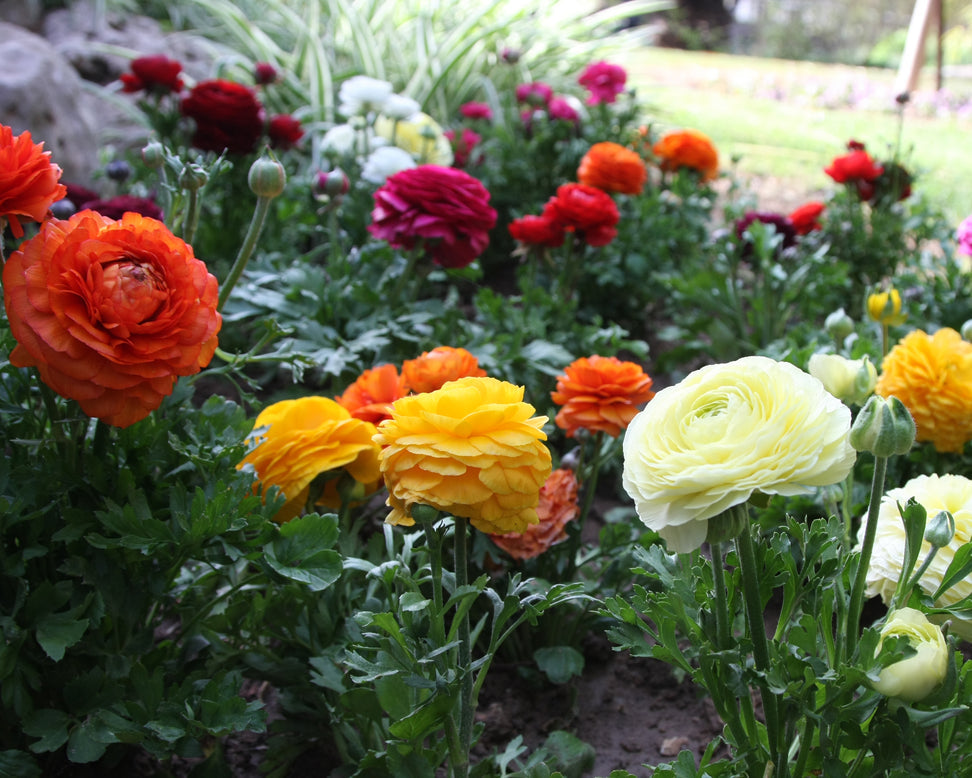 Ranunculus Tomer Mix Corms Bulbs Growing Bonsai Roots Rhizomes Tubers Potted Planting Reblooming Fragrant Garden Species Blooms Flower Seeds Plant Gardening