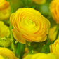 Yellow Ranunculus Corms Bulbs Persian Buttercup Growing Bonsai Roots Rhizomes Tubers Potted Planting Reblooming Fragrant Garden Species Blooms Flower Seeds Plant Gardening