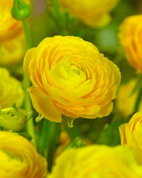 Yellow Ranunculus Corms Bulbs Persian Buttercup Growing Bonsai Roots Rhizomes Tubers Potted Planting Reblooming Fragrant Garden Species Blooms Flower Seeds Plant Gardening