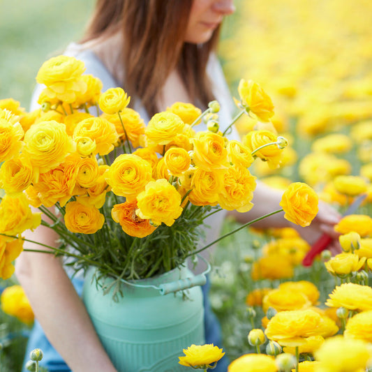 Yellow Ranunculus  Corms Bulbs Growing Bonsai Roots Rhizomes Tubers Potted Planting Reblooming Fragrant Garden Species Blooms Flower Seeds Plant Gardening