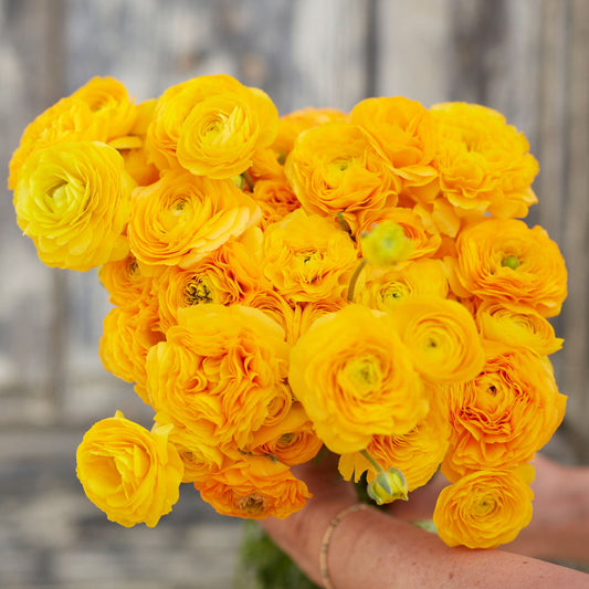 Yellow Ranunculus  Corms Bulbs Growing Bonsai Roots Rhizomes Tubers Potted Planting Reblooming Fragrant Garden Species Blooms Flower Seeds Plant Gardening