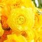 Yellow Ranunculus  Corms Bulbs Growing Bonsai Roots Rhizomes Tubers Potted Planting Reblooming Fragrant Garden Species Blooms Flower Seeds Plant Gardening