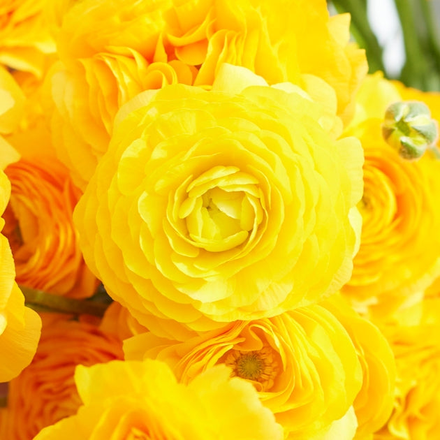 Yellow Ranunculus  Corms Bulbs Growing Bonsai Roots Rhizomes Tubers Potted Planting Reblooming Fragrant Garden Species Blooms Flower Seeds Plant Gardening