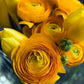 Yellow Ranunculus Corms Bulbs Persian Buttercup Growing Bonsai Roots Rhizomes Tubers Potted Planting Reblooming Fragrant Garden Species Blooms Flower Seeds Plant Gardening