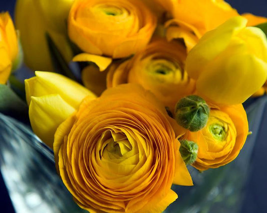 Yellow Ranunculus Corms Bulbs Persian Buttercup Growing Bonsai Roots Rhizomes Tubers Potted Planting Reblooming Fragrant Garden Species Blooms Flower Seeds Plant Gardening