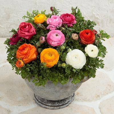 Blooming Dale II Mix Flower Seeds Ranunculus Corms Bulbs Persian Buttercup Growing Bonsai Roots Rhizomes Tubers Potted Planting Reblooming Fragrant Garden Species Blooms Flower Seeds Plant Gardening