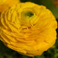 Yellow Ranunculus  Corms Bulbs Growing Bonsai Roots Rhizomes Tubers Potted Planting Reblooming Fragrant Garden Species Blooms Flower Seeds Plant Gardening