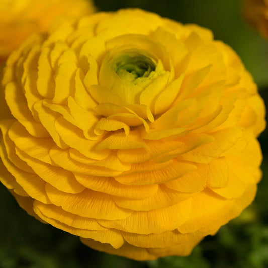 Yellow Ranunculus  Corms Bulbs Growing Bonsai Roots Rhizomes Tubers Potted Planting Reblooming Fragrant Garden Species Blooms Flower Seeds Plant Gardening