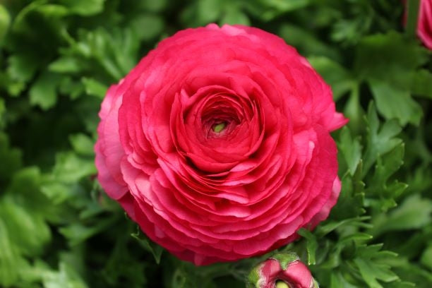 Ranunculus Rose shades Corms Bulbs Growing Bonsai Roots Rhizomes Tubers Potted Planting Reblooming Fragrant Garden Species Blooms Flower Seeds Plant Gardening