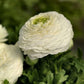 White  Ranunculus Corms Bulbs Persian Buttercup Growing Bonsai Roots Rhizomes Tubers Potted Planting Reblooming Fragrant Garden Species Blooms Flower Seeds Plant Gardening