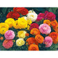 Blooming Dale II Mix Flower Seeds Ranunculus Corms Bulbs Persian Buttercup Growing Bonsai Roots Rhizomes Tubers Potted Planting Reblooming Fragrant Garden Species Blooms Flower Seeds Plant Gardening