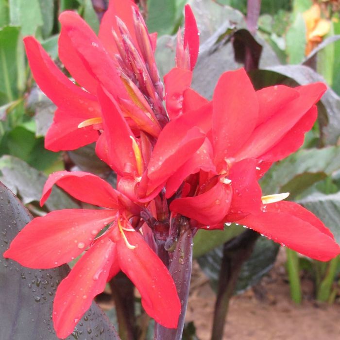 Red Futurity Canna Bulbs Perennial Growing Bonsai Roots Rhizomes Corms Tubers Potted Planting Reblooming Fragrant Garden Species Blooms Flower Seeds Plant Gardening