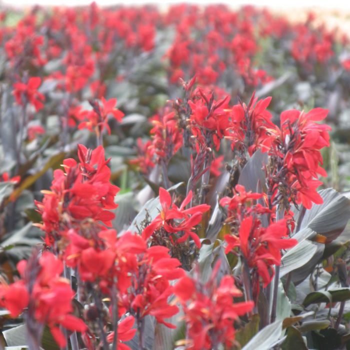 Red Futurity Canna Bulbs Perennial Growing Bonsai Roots Rhizomes Corms Tubers Potted Planting Reblooming Fragrant Garden Species Blooms Flower Seeds Plant Gardening