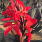 Red Futurity Canna Bulbs Perennial Growing Bonsai Roots Rhizomes Corms Tubers Potted Planting Reblooming Fragrant Garden Species Blooms Flower Seeds Plant Gardening