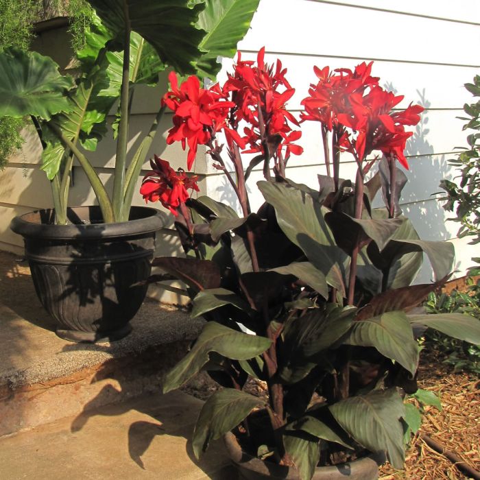 Red Futurity Canna Bulbs Perennial Growing Bonsai Roots Rhizomes Corms Tubers Potted Planting Reblooming Fragrant Garden Species Blooms Flower Seeds Plant Gardening